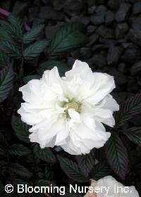 Rubus rosiflorus 'Coronarius'